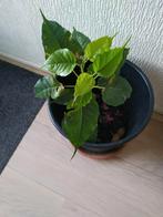 Exotische plant, Ophalen, Halfschaduw, Minder dan 100 cm