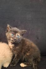 Mooie rode kittens, Dieren en Toebehoren, Katten en Kittens | Raskatten | Korthaar, Poes
