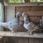 Duiven koppel te koop, Dieren en Toebehoren, Vogels | Duiven, Meerdere dieren, Overige soorten