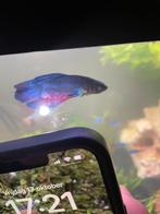 Betta vis man, Vis