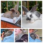 Nog 5  jonge konijnen  groot ras., Dieren en Toebehoren, Konijnen, Meerdere dieren, Groot, 0 tot 2 jaar, Hangoor
