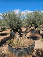 PALMBOMEN, OLIJFBOMEN & ANDERE MEDITERRANE BOMEN EN PLANTEN, Ophalen of Verzenden, 100 tot 250 cm, Olijfboom, Zomer