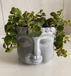 Sedum Makinoi, echte plant inclusief pot., Overige soorten, In pot, Minder dan 100 cm, Groene kamerplant