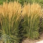 Calamagrostis acutiflora Karl Foerster BIOLOGISCH GETEELD, Tuin en Terras, Planten | Tuinplanten, Volle zon, Vaste plant, Siergrassen