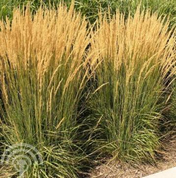 Calamagrostis acutiflora Karl Foerster BIOLOGISCH GETEELD beschikbaar voor biedingen