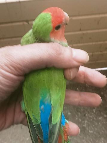 Prachtige jonge agapornis roseicollie split oranje masker  beschikbaar voor biedingen