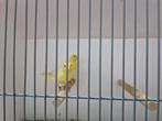 Koppel harzer rollers, Dieren en Toebehoren, Vogels | Kanaries, Meerdere dieren, Zangkanarie