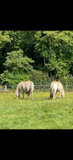 24/7 weidegang met mogelijkheid voor schuilstal gezocht, Dieren en Toebehoren, Weidegang, 2 of 3 paarden of pony's