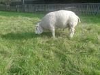 Te koop na 12 okt  , 3 jarg  luxe stamb ram .l, Dieren en Toebehoren, Schapen, Geiten en Varkens, Mannelijk, Schaap