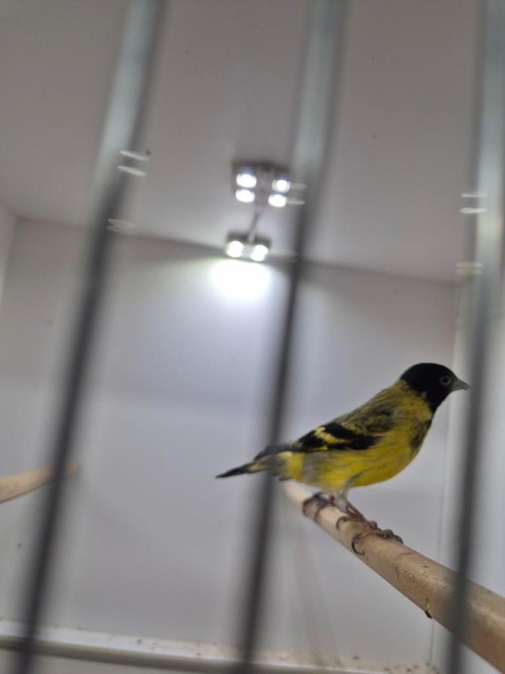 Te koop zwartkop sijsjes vast geringd incl overdrachts verkl, Dieren en Toebehoren, Vogels | Overige Vogels, Tropenvogel, Meerdere dieren
