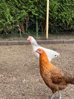 Div kippen te koop teab, Dieren en Toebehoren, Pluimvee, Vrouwelijk, Kip