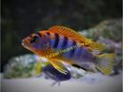 Pseudotropheus Hongi Malawi Cichliden Mbuna, Dieren en Toebehoren, Vissen | Aquariumvissen, Vis, Zoetwatervis, Schoolvis