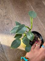 Philodendron silversword 2, Ophalen of Verzenden, Overige soorten, Minder dan 100 cm