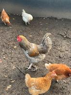 Mooie brahma hanen, Dieren en Toebehoren, Pluimvee, Mannelijk, Kip