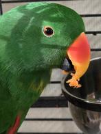 Lieve tamme edelpapegaai, Dieren en Toebehoren, Vogels | Parkieten en Papegaaien, Mannelijk, Papegaai, Tam