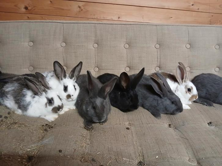 Konijnen, Dieren en Toebehoren, Knaagdieren en Konijnen | Toebehoren, Ophalen of Verzenden