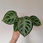 Anthurium Silver Blush, Ophalen, Overige soorten, Halfschaduw, Minder dan 100 cm