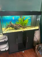 Aquarium Juwel 180 met kast, Ophalen of Verzenden, Zo goed als nieuw, Gevuld zoetwateraquarium