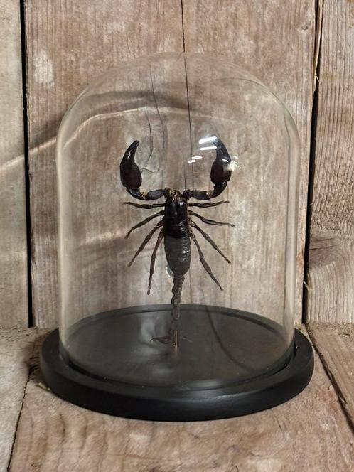 Stolp met opgezette schorpioen, Verzamelen, Dierenverzamelingen, Nieuw, Opgezet dier, Insect, Ophalen of Verzenden