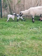 Walliser Schwartznase, Dieren en Toebehoren, Meerdere dieren, Schaap, 0 tot 2 jaar