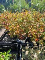 persicaria silver brown, Ophalen, Bloeit niet, Overige soorten, Halfschaduw