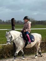 Verzorgpony aangeboden