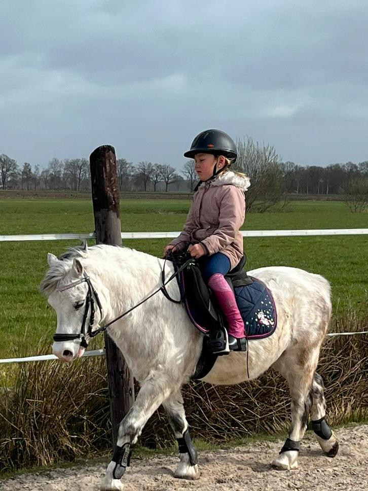 Verzorgpony aangeboden, Dieren en Toebehoren, Stalling en Weidegang