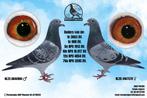 TE KOOP RONDE  WINTERJONGEN, Dieren en Toebehoren, Vogels | Duiven, Mannelijk, Postduif