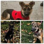 Herder mix puppies puppy 6 maanden oud, Dieren en Toebehoren, Particulier, 15 weken tot 1 jaar, Buitenland, Meerdere