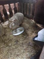 Drensheide schaapen ooi en ram, Dieren en Toebehoren, Schapen, Geiten en Varkens, Meerdere dieren, Schaap