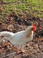 Grote haan, Dieren en Toebehoren, Pluimvee, Mannelijk, Kip