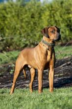 Rhodesian ridgeback ter dekking, CDV (hondenziekte), Meerdere, 1 tot 2 jaar, Reu