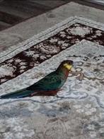 2 Vogels met kooi, Dieren en Toebehoren, Vogels | Parkieten en Papegaaien, Meerdere dieren