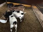 Te Koop bonte bok 2025, Dieren en Toebehoren, Mannelijk, Geit