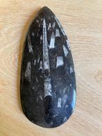 orthoceras fossiel/ prehistorische pijlinktvis, Verzamelen, Mineralen en Fossielen, Ophalen of Verzenden, Fossiel