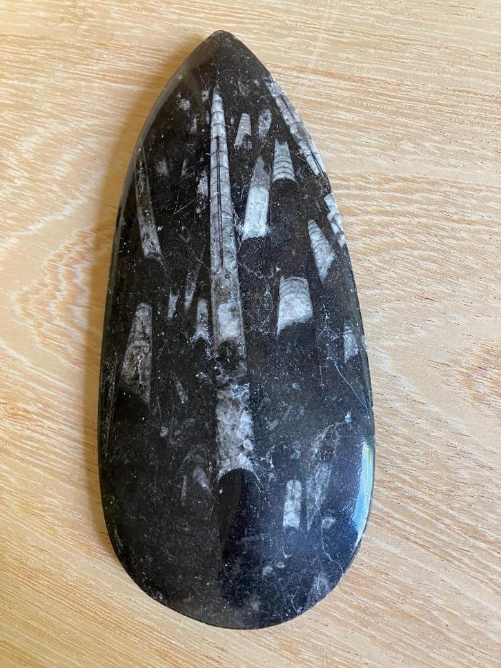 orthoceras fossiel/ prehistorische pijlinktvis, Verzamelen, Mineralen en Fossielen, Fossiel, Ophalen of Verzenden