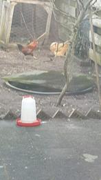 Kippen, Dieren en Toebehoren, Overige Dieren, Januari, Meerdere dieren