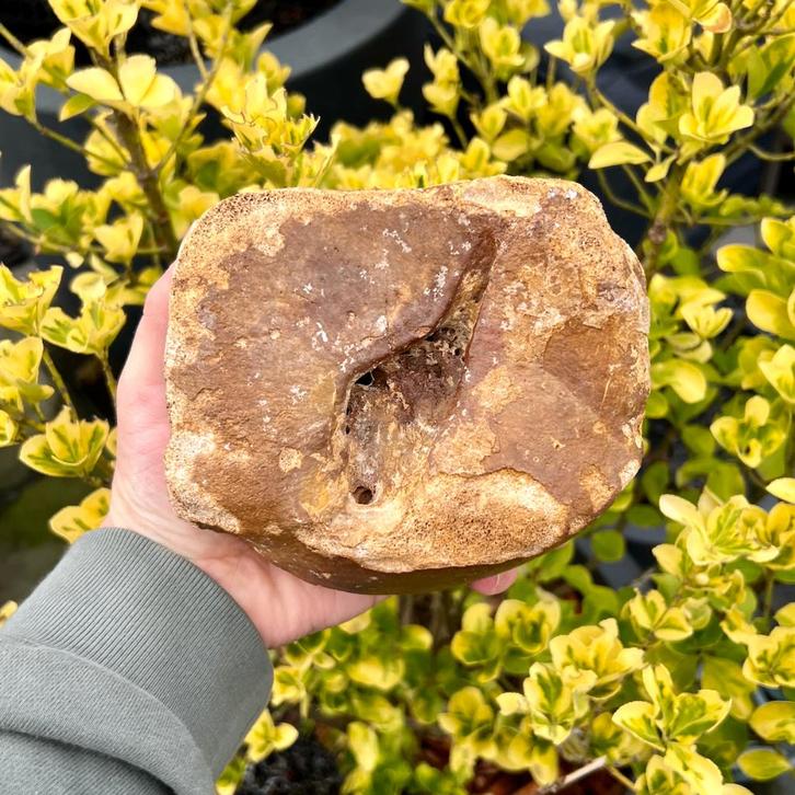 Astralagus Mammoet Noordzee 2, Verzamelen, Mineralen en Fossielen, Fossiel, Ophalen of Verzenden