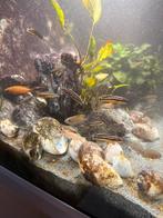 Julidochromis Ornatus jongen, Tanganyika-cichliden, Dieren en Toebehoren, Vissen | Aquariumvissen, Vis