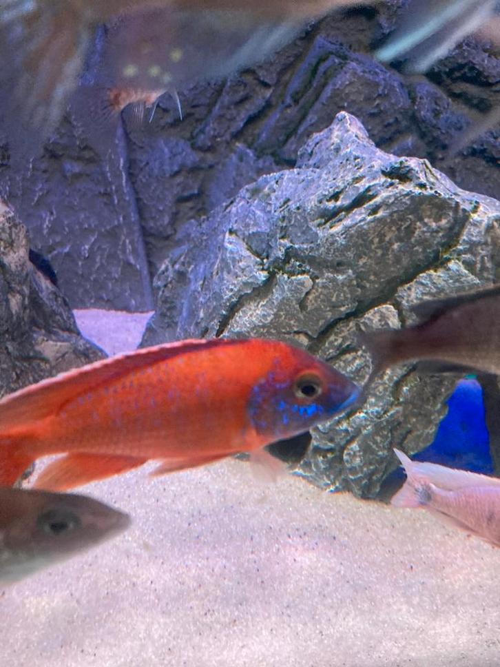 Malawi Letteboer zondag 10 augustus open, Dieren en Toebehoren, Vissen | Aquariumvissen, Vis