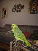 Tamme blauwvoorhoofd amazone papagaai, Dieren en Toebehoren, Vogels | Parkieten en Papegaaien, Geslacht onbekend, Papegaai