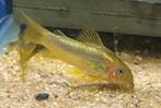 Meer dan 10 soorten sterke Corydoras sterke import diertjes, Vis, Zoetwatervis