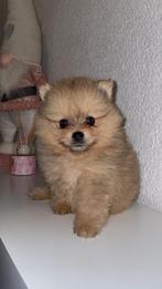 Pomeriaan reutjes te koop, Parvo, 8 tot 15 weken, Meerdere, Nederland