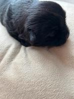 75% pekingees pups, 8 tot 15 weken, CDV (hondenziekte), Meerdere, Meerdere dieren