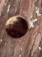 Baby Hamster, Dieren en Toebehoren, Hamster, December, Geslacht onbekend, Tam