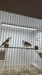 bloemputter man x kapoetsijs pop bewezen koppel., Dieren en Toebehoren, Meerdere dieren, Wildzangvogel, Geringd