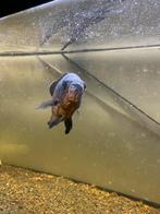 Oscar en draak, Dieren en Toebehoren, Vissen | Aquariumvissen, Vis
