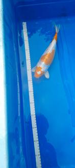 Kikusuri, Dieren en Toebehoren, Karper of Koi