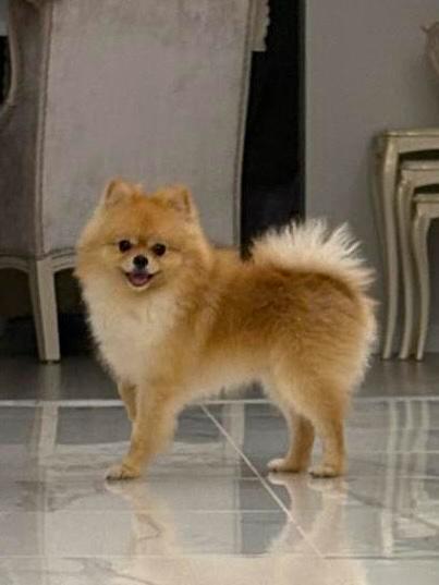 Raszuivere Bearface Pomeriaan, FCI stamboom, kampioenslijn, Dieren en Toebehoren, Honden | Poolhonden, Keeshonden en Oertypen