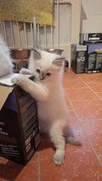 Ragdoll kittens, Dieren en Toebehoren, Katten en Kittens | Raskatten | Langhaar, Meerdere dieren, Ontwormd